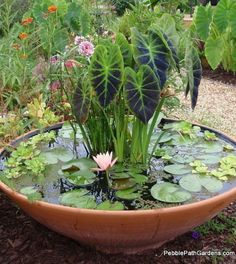 small-water-garden-ideas-56_12 Идеи за малка водна градина