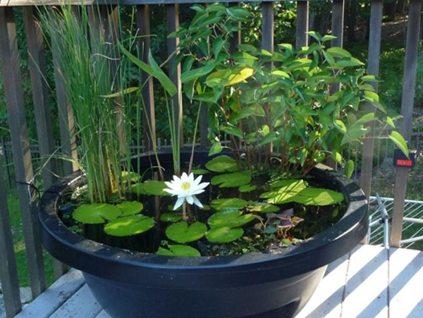 small-water-garden-ideas-56_14 Идеи за малка водна градина