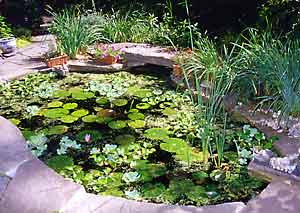 Малка водна градина