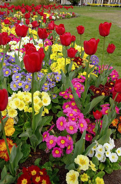 spring-flower-bed-ideas-72_7 Идеи за пролетно цветно легло
