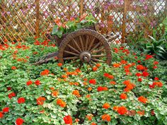 spring-flower-garden-ideas-36_5 Идеи за пролетна цветна градина