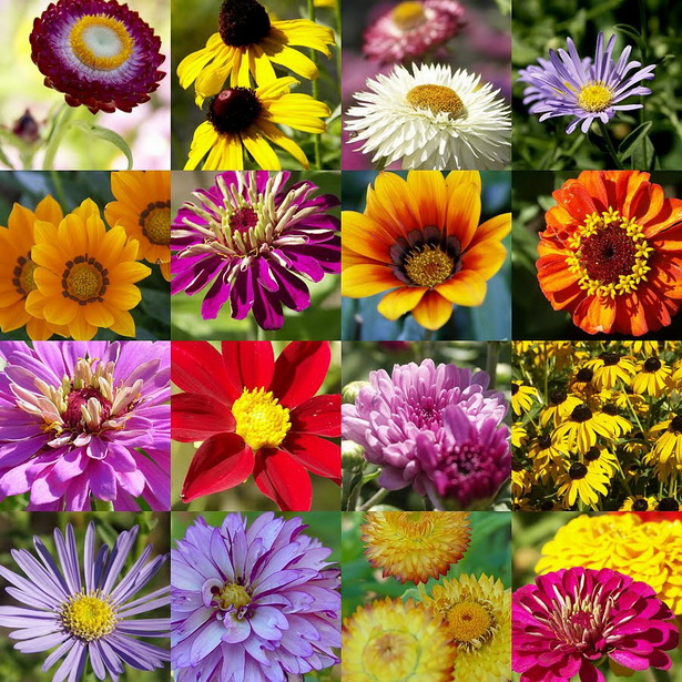 summer-flower-garden-ideas-55_11 Идеи за лятна цветна градина
