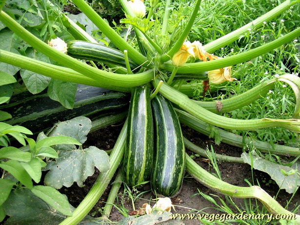 summer-vegetable-garden-55_11 Лятна зеленчукова градина