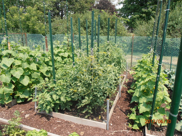 summer-vegetable-garden-55_12 Лятна зеленчукова градина