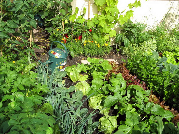 summer-vegetable-garden-55_17 Лятна зеленчукова градина