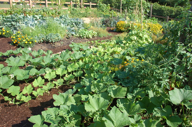 summer-vegetable-garden-55_2 Лятна зеленчукова градина