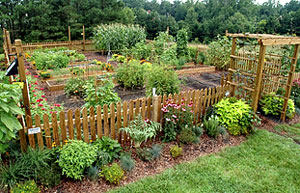 summer-vegetable-garden-55_5 Лятна зеленчукова градина