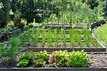 summer-vegetable-garden-55_8 Лятна зеленчукова градина