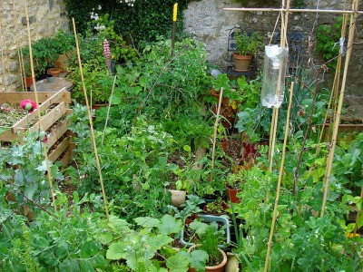 summer-vegetable-garden-55_9 Лятна зеленчукова градина