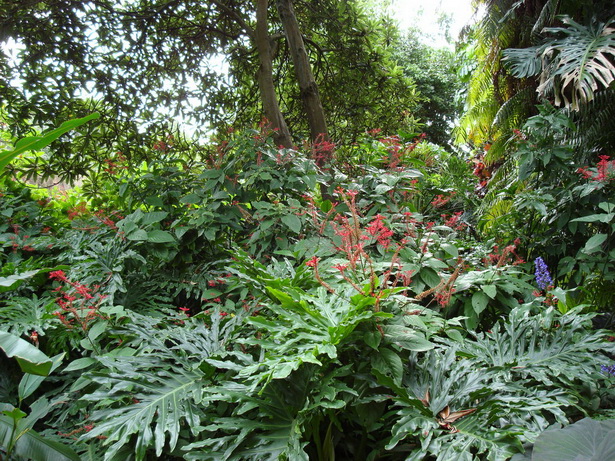 the-tropical-garden-75_16 Тропическата градина
