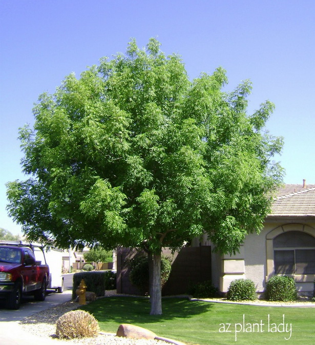 trees-for-front-yard-landscaping-78_14 Дървета за озеленяване на предния двор