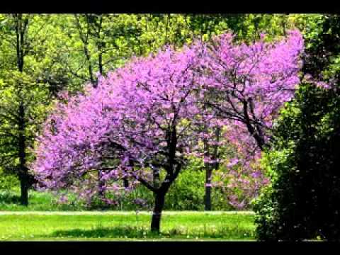 trees-small-garden-52_15 Дървета малка градина