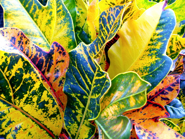 tripical-plants-03_8 Трицветни растения
