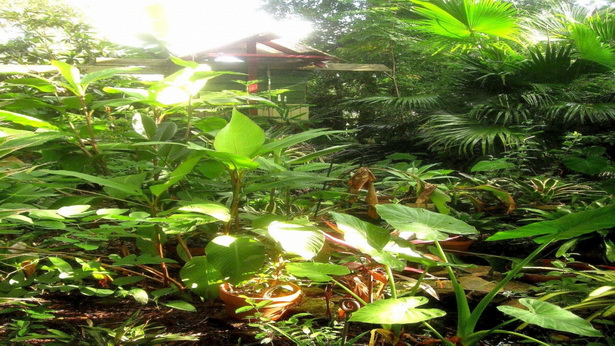tropical-back-yards-65_10 Тропически заден двор