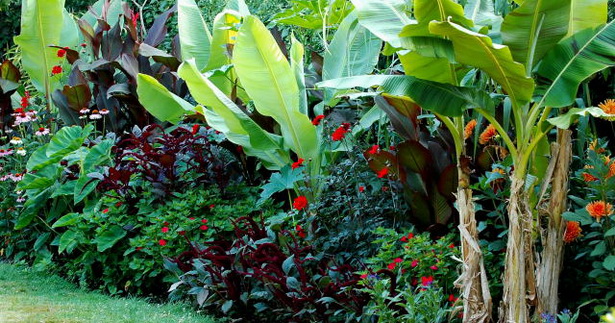tropical-border-plants-31 Тропически гранични растения