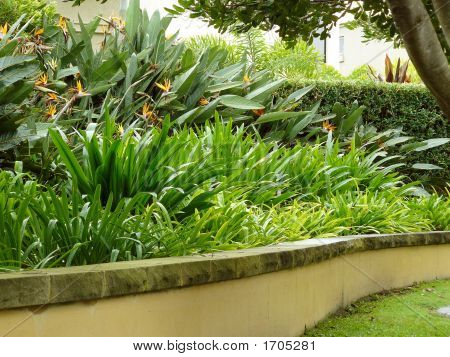 tropical-border-plants-31_10 Тропически гранични растения