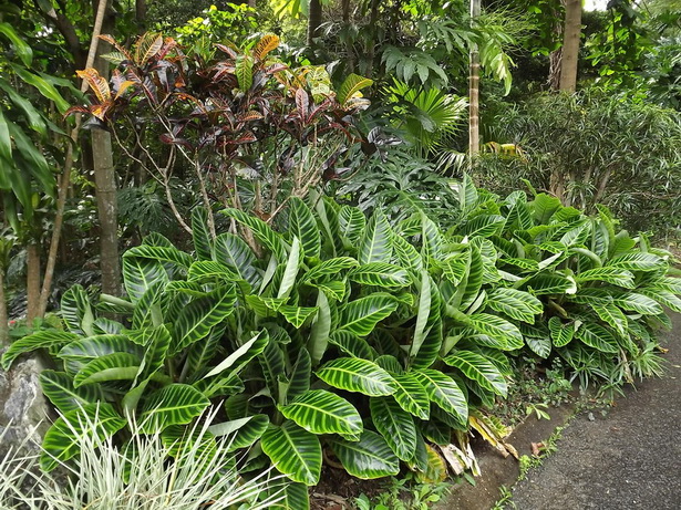 tropical-border-plants-31_12 Тропически гранични растения