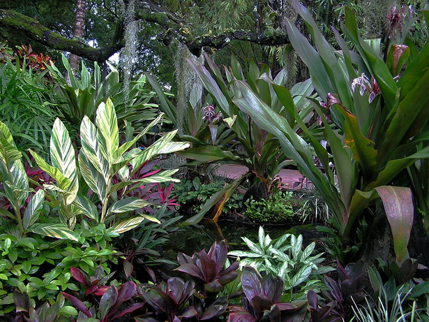 tropical-border-plants-31_14 Тропически гранични растения