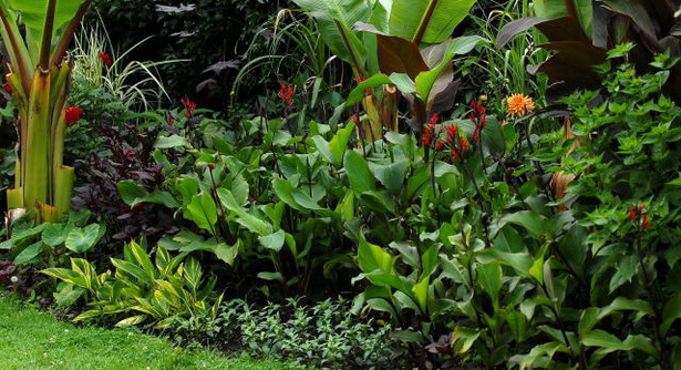 tropical-border-plants-31_15 Тропически гранични растения