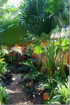 tropical-border-plants-31_16 Тропически гранични растения