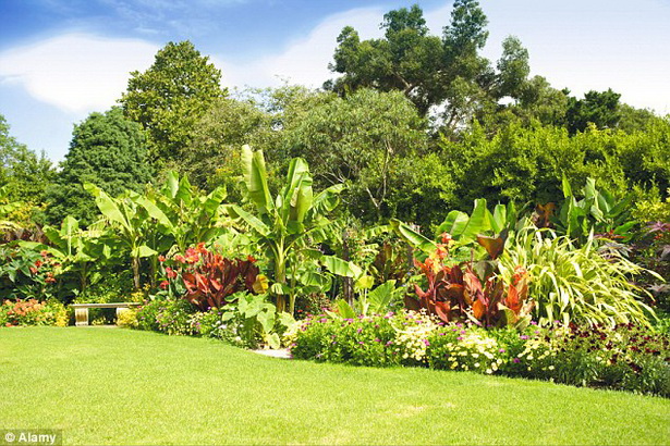 tropical-border-plants-31_9 Тропически гранични растения