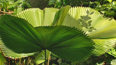 tropical-feature-plants-92 Тропически функции растения