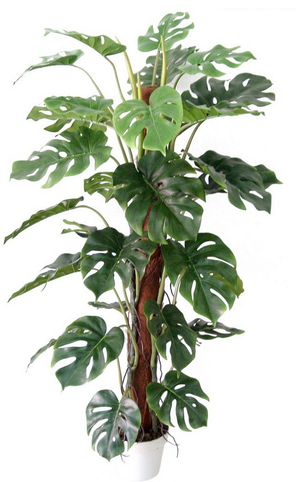 tropical-feature-plants-92_11 Тропически функции растения