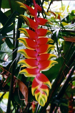 tropical-feature-plants-92_13 Тропически функции растения