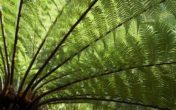 tropical-feature-plants-92_14 Тропически функции растения