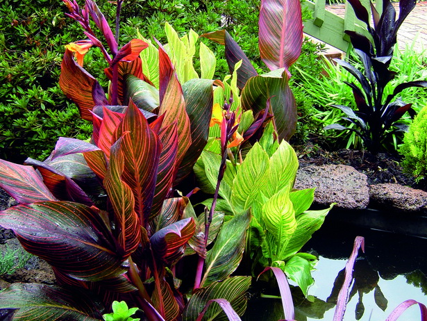 tropical-feature-plants-92_2 Тропически функции растения