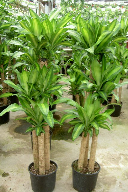 tropical-feature-plants-92_3 Тропически функции растения