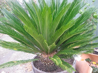 tropical-feature-plants-92_4 Тропически функции растения