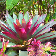 tropical-feature-plants-92_5 Тропически функции растения