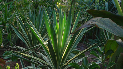 tropical-feature-plants-92_6 Тропически функции растения