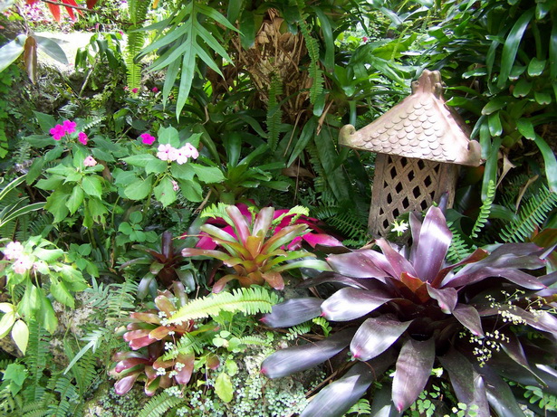 Блог за тропическа градина