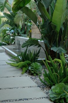 tropical-garden-blog-61_11 Блог за тропическа градина