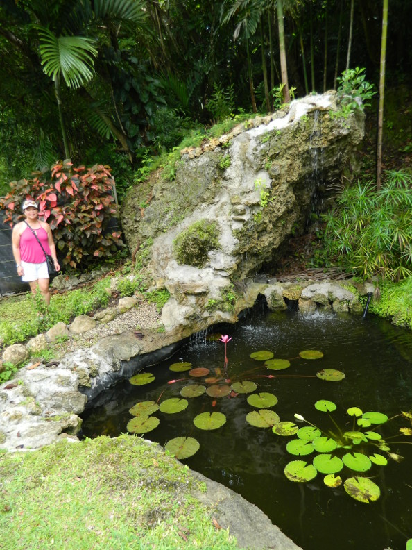 tropical-garden-blog-61_12 Блог за тропическа градина
