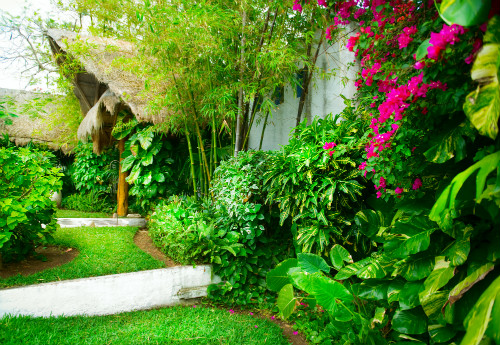 tropical-garden-blog-61_14 Блог за тропическа градина