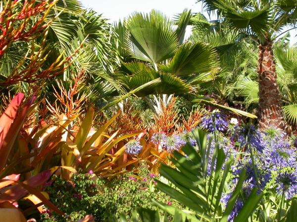 tropical-garden-blog-61_16 Блог за тропическа градина