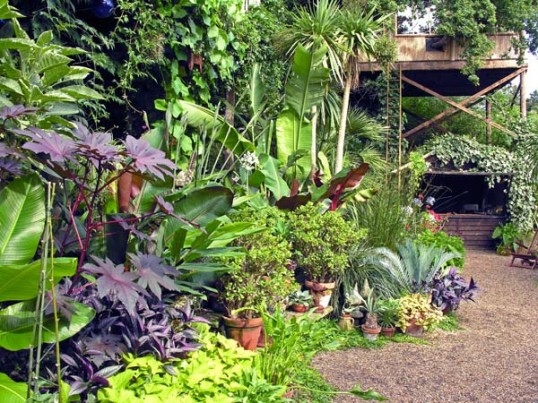 tropical-garden-blog-61_3 Блог за тропическа градина