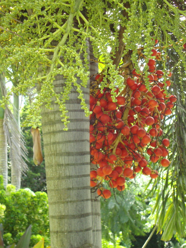 tropical-garden-blog-61_8 Блог за тропическа градина