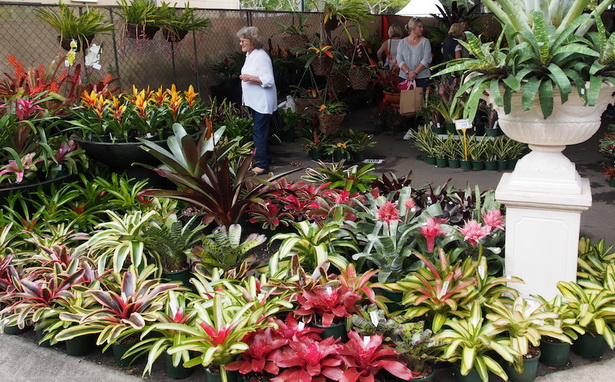 tropical-garden-ideas-pictures-37_8 Идеи за тропическа градина снимки