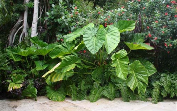 tropical-garden-ideas-pictures-37_9 Идеи за тропическа градина снимки