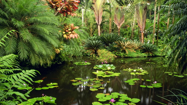 tropical-garden-images-65_6 Снимки на тропически градини