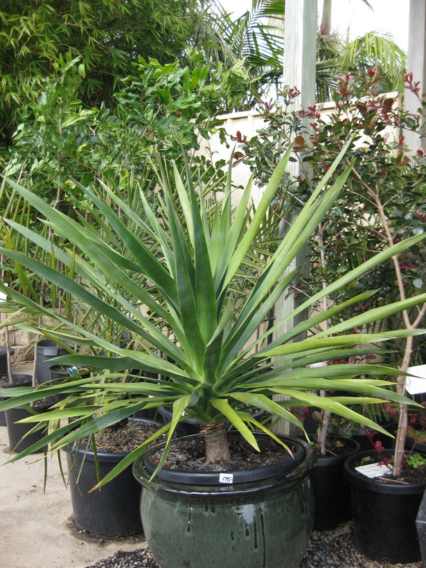 tropical-looking-hardy-plants-63_20 Тропически изглеждащи издръжливи растения