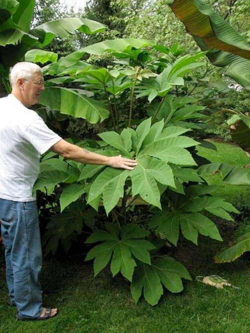 tropical-looking-hardy-plants-63_4 Тропически изглеждащи издръжливи растения