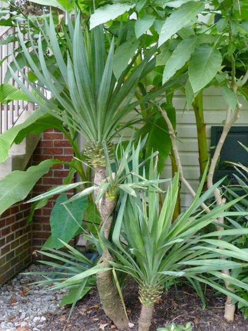 tropical-looking-hardy-plants-63_8 Тропически изглеждащи издръжливи растения