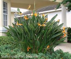 tropical-plants-for-florida-landscaping-24_2 Тропически растения за Флорида озеленяване