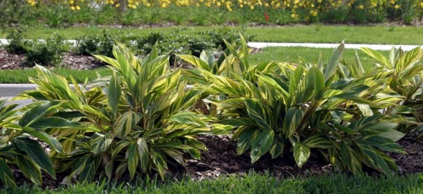 tropical-plants-for-florida-landscaping-24_4 Тропически растения за Флорида озеленяване
