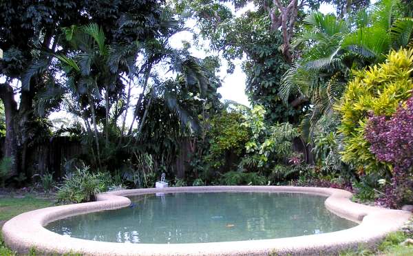 tropical-pool-plants-12_10 Тропически растения в басейна